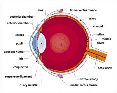 INTERNATIONAL SPECIALIST EYE CENTRE MALAYSIA